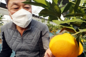 제주인 줄?… 인천 감귤 첫 수확