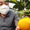 제주인 줄?… 인천 감귤 첫 수확