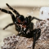 ‘손톱 뚫는 송곳니’ 호주 거대 거미…해독제 생산한다