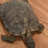 [나우뉴스] 집 나간 줄 알았던 반려 거북 12년 만에 침대 밑서 발견