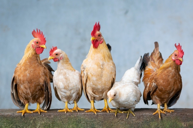 닭, 오리, 칠면조 등 가금류는 코로나19에 쉽게 감염되지 않는다는 연구 결과가 보고됐다.  픽사베이