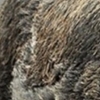 아프리카돼지열병(ASF) 감염 멧돼지 폐사체 충북에서도 잇따라 발견돼 ‘방역 초비상’