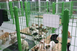귀엽다고 할 땐 언제고…‘님비(NIMBY) 현상’에 가로막힌 공공 동물보호센터