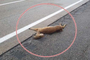 [영상] “고라니 로드킬 했는데 직접 치워야 해요?” [강주리 기자의 K파일]