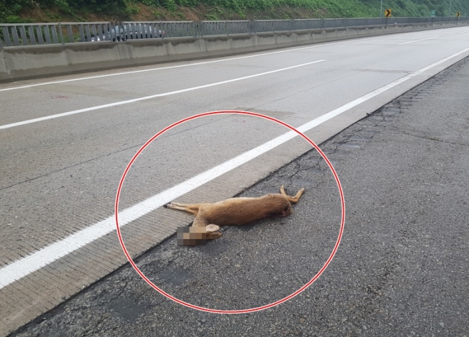 충북 제천시 인근 중앙고속도로에 로드킬된 고라니 사체 모습. 한국도로공사 제공 