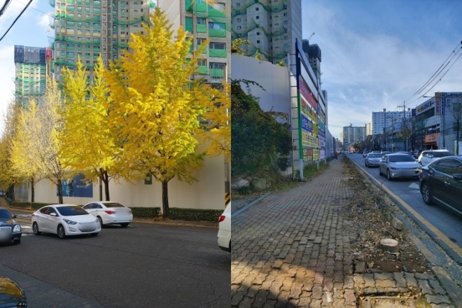 광주 서구 염주동에 심어진 은행나무와 베어진 후의 거리 모습. 2021.11.29 광주환경운동연합 제공