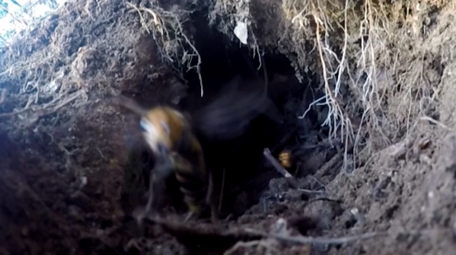 장수말벌이 촬영팀을 공격하는 모습(자료=MBN)