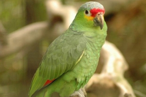 멸종위기종 판별도 이젠 ‘AI 시대’