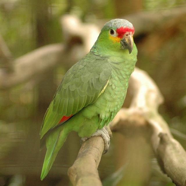 아마존앵무새
