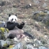 “초식동물인 줄 알았던 판다, 고기 먹다가 딱 걸렸다”