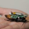 재난현장서 바퀴벌레가 구조 활동을?…“등에 센서 배낭 달고 인명구조 계획”