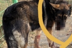 “사냥꾼 처벌해달라” vs “개가 달려들어 생명 위협”…3살 셰퍼드 엽총에 맞아 턱 관통
