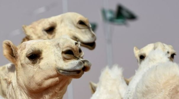 미모 경연대회에 나간 낙타들. AFP 연합뉴스