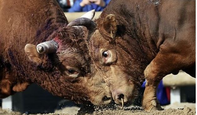 인간의 유희를 이유로 피를 흘리며 싸우는 소들. 연합뉴스 자료사진