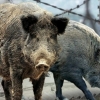 ‘멧돼지 ASF’ 감염 확산…방역 고삐 ‘바짝’