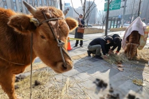 덕수궁 담벼락 앞 소 두 마리? 길가에서 하룻밤 보낸 사연은 [이슈픽]