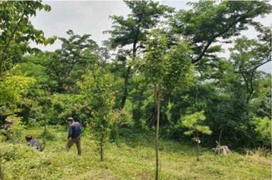 서울 동작구 사당동의 숲가꾸기 사업 시행 후 모습. 동작구 제공