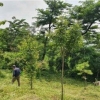 동작, 건강한 생태 숲 조성해 자연재해 예방