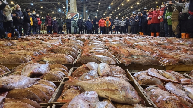 14일 오전 부산 서구 부산공동어시장에서 지난밤 제주 해역에서 조업 된 참돔 2만5000 마리가 경매에 부쳐져 판매되고 있다. 부산공동어시장 제공 