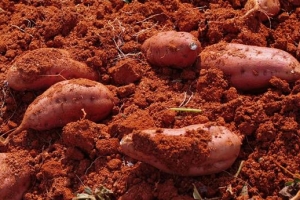 생산~가공까지… 협동조합 관리받는 해남고구마