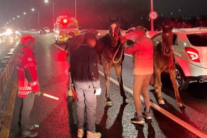 인천 고가도로 달리던 말 2마리 포획 소동