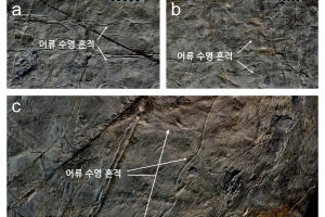 9000만년전 백악기 물고기 수영 흔적 화석 국내 첫 발견...경남 고성 국도공사 현장