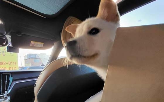 지난 1일 돌에 묶인 채 얼어붙은 강 위에 버려졌다 구조된 강아지 [도로시지켜줄개 제공]