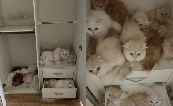 한 오피스텔에 30여마리의 고양이들이 방치된 모습. 2022.01.04 나비야사랑해 공식 인스타그램