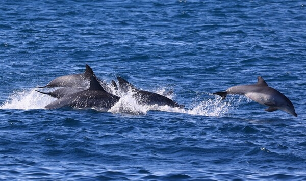 어미 돌고래 옆에서 헤엄치는 새끼 돌고래의 모습도 보인다. 핫핑크돌핀스 제공
