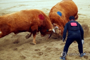“청도 소싸움경기 구경오세요”…오는 8일 개장, 매주 토·일요일 12경기씩 진행
