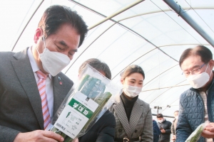 ‘뿌리는 양파·줄기는 대파’…용인서 첫 친환경농법 ‘양대파‘ 출시