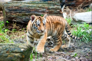 “강산아, 편히 쉬렴”…에버랜드 한국호랑이 막내암컷 질식사