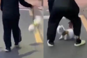 “개 목줄 잡고 대롱대롱”…‘반려견 학대’ 82세 남성 찾았다(종합)