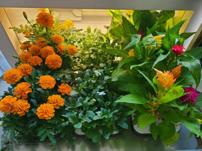 아파트에서 가꾸는 나만의 정원 식물생활가전 ‘LG틔운’으로 키운 메리골드(왼쪽부터) 비올라, 촛불맨드라미. 박성국 기자