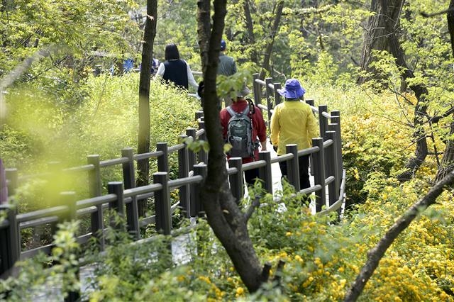 서대문의 명소이자 문석진 구청장도 즐겨 찾는 안산 자락길. 7㎞ 길이의 전국 최초 순환형 무장애 자락길로 장애인, 노약자, 어린이 등 보행 약자를 비롯해 누구든 쉽게 숲을 즐길 수 있도록 조성돼 있다. 서대문구 제공