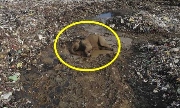 스리랑카의 한 쓰레기 매립장 한복판서 죽은 채 발견된 야생 코끼리. 뱃속에서는 정상적인 먹이가 아닌, 플라스틱 쓰레기와 비닐봉지 등이 발견됐다.