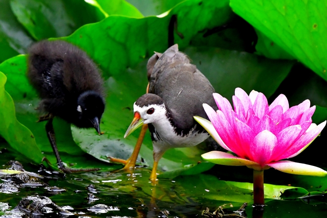 흰배뜸부기 새끼는 어미를 따라다니면서 먹이를 찾거나 천적을 피하는 법을 익힌다. 민속자연사박물관 제공 