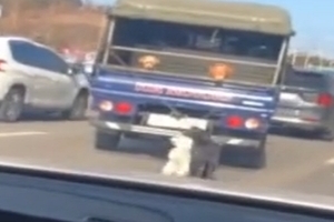 “강아지 2마리 매단 채 도로 주행”…국민신문고 신고에 경찰 수사