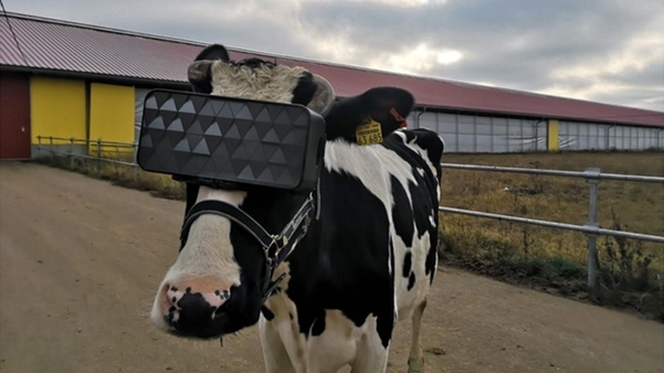 젖소가 VR기기를 쓴 모습. 모스크바 지역 농식품부 제공 