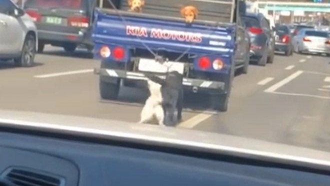 조모씨의 아내가 조수석에서 촬영한 영상 캡처. 강아지 두 마리가 줄에 묶인 채 달리는 트럭에 끌려가는 모습이 담겼다.