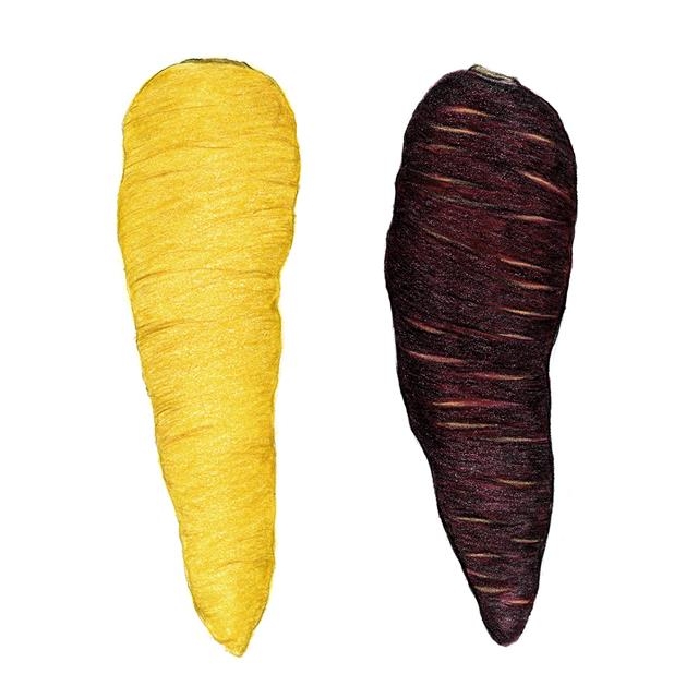 우리나라에서 육성된 색 당근. 뿌리가 노란색인 ‘라-1호’(왼쪽)와 뿌리 속은 주황색이지만 겉이 보라색인 ‘보라매’.