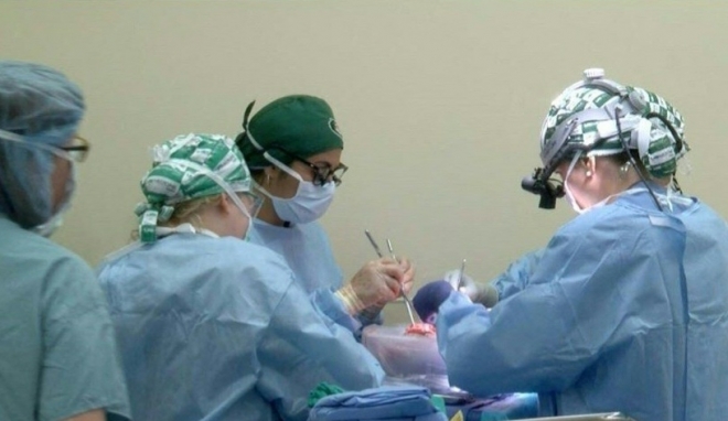유전자 조작 돼지의 신장을 뇌사자 체내에 이식하는 미국 앨라배마대 의료진. AFP 연합뉴스
