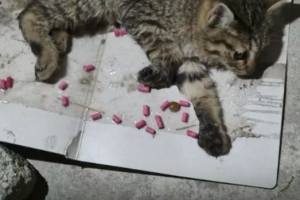 “꼼짝도 못 해”...끈끈이에 걸린 채 발견된 새끼고양이 [이슈픽]