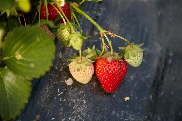 신맛을 가진 단단하고 덜 자란 딸기는 피클로 만들어 먹을 수도 있다.