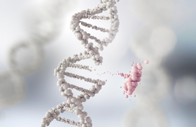 ‘게놈 안정화’로 암 발생, 항암제 내성 막는다