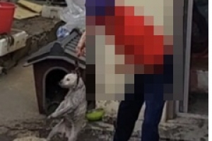 “할머니가 아기 백구 짓밟고 폭행...도와주세요” [이슈픽]