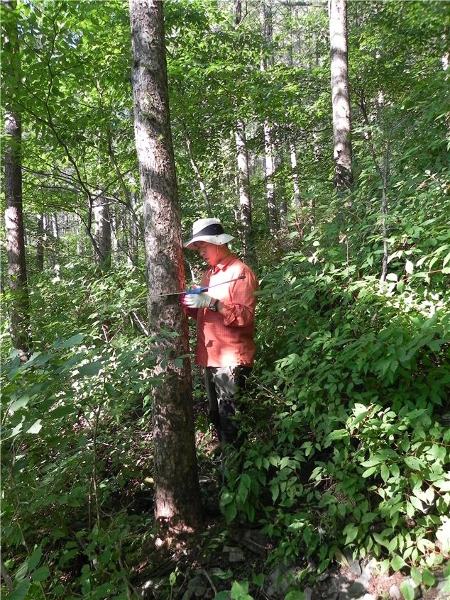 산림 공무원이 숲 속에서 나무의 성장도를 측정하기 위한 나무조사를 진행하고 있다. 국립산림과학원 제공