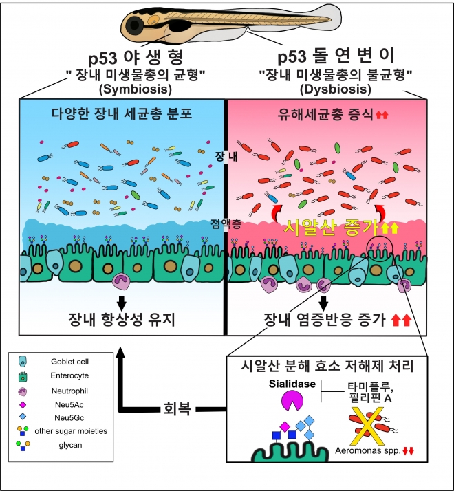 장내미생물 불균형과 장 염증 유발 메커니즘  한국생명공학연구원 제공