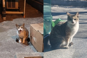 “고양이 꼬리 잡고 내리쳤는데”…20대 남성 풀려나