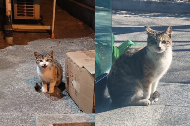 창원 고양이 잔혹살해 사건